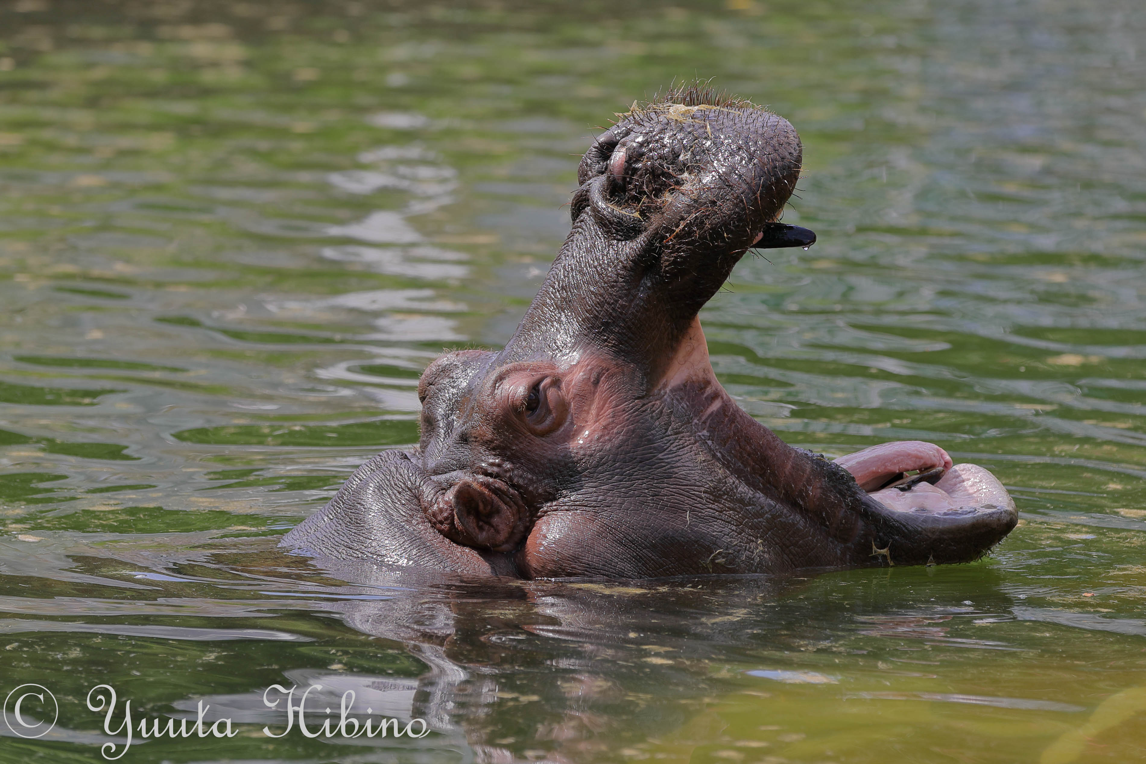 Uzivatel 雄太 Na Twitteru 大きな口を開ける福子さん 大きな口を開けたまま上を向いてそのまま横に倒れました ずっと前に連写で撮った時もこんな動きをしていました 東山動物園 カバ 福子 T Co Lxv61lf1gc Twitter