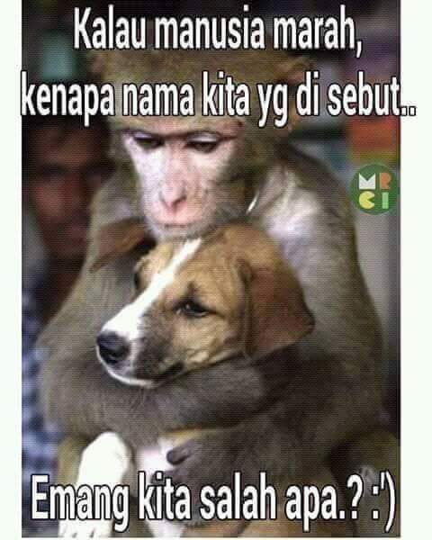 Ig Ulinyusron On Twitter Anjing Dan Monyet Mulai Ngerasani