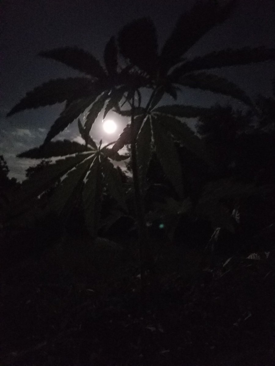 lefthandhemp's tweet photo. Hemp in the moonlight! #hemp #hempwayfoods #hempseeds #hemphistory https://t.co/CbNeulAjD0