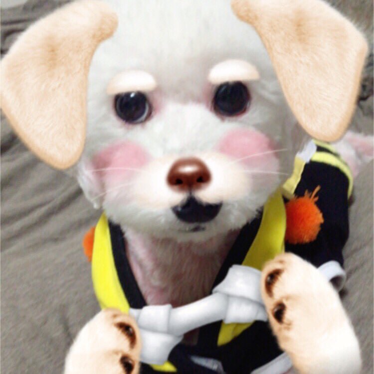 井深克彦 Katsuhiko Ibuka Sur Twitter アプリsnowで犬のスタンプで犬を撮った結果がこちら