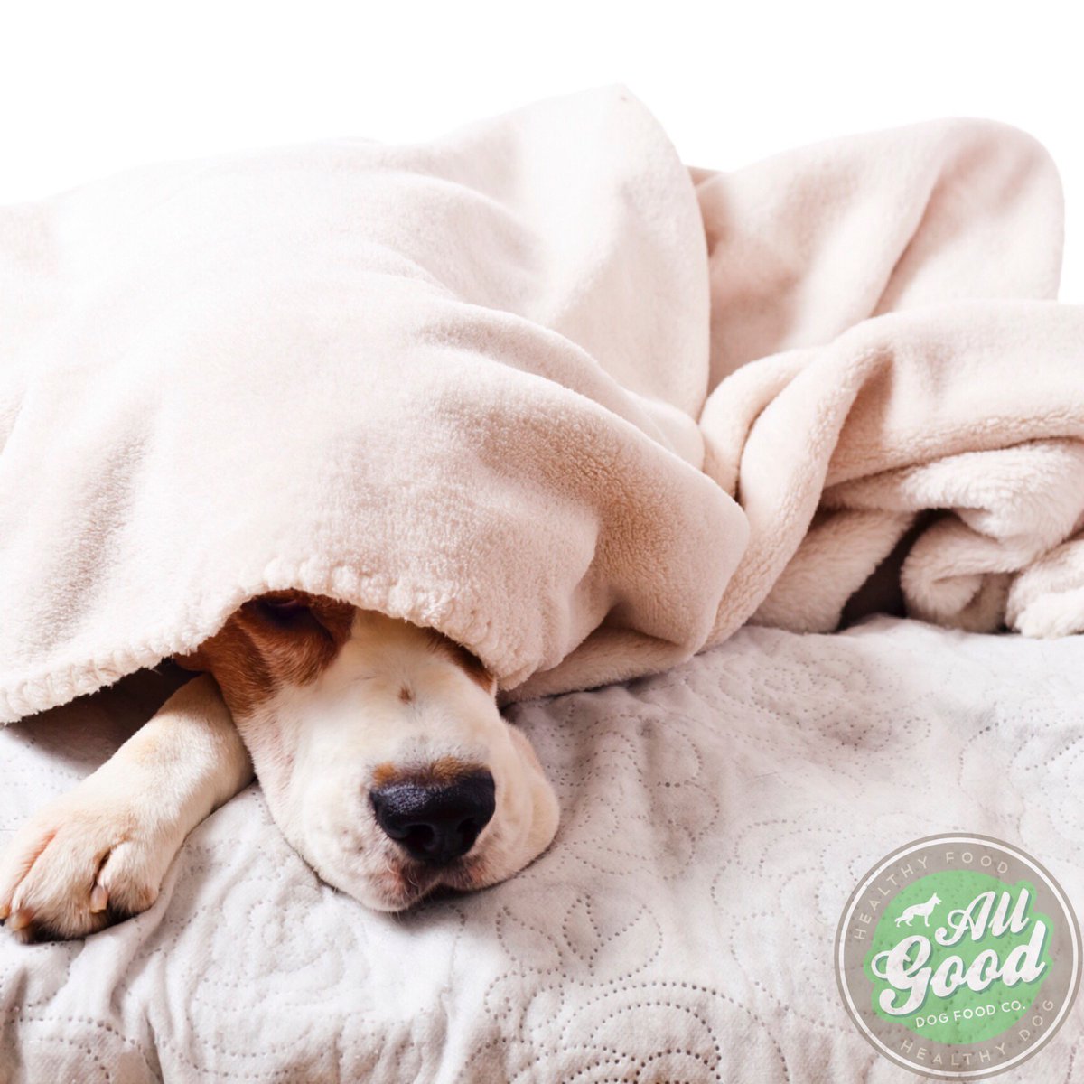 AllGoodDogFood's tweet photo. #MondayMood 😴💤💤💤💤 #TorontoDogs #DogsTO #DogsofToronto https://t.co/WB1JGfM63p