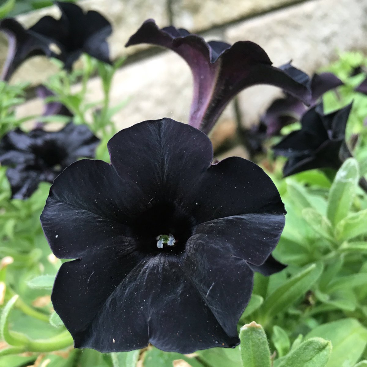 HortErotica's tweet photo. #Petunia 'Black Ray' Sexy #Solanoideae https://t.co/A4pY2oqDIE