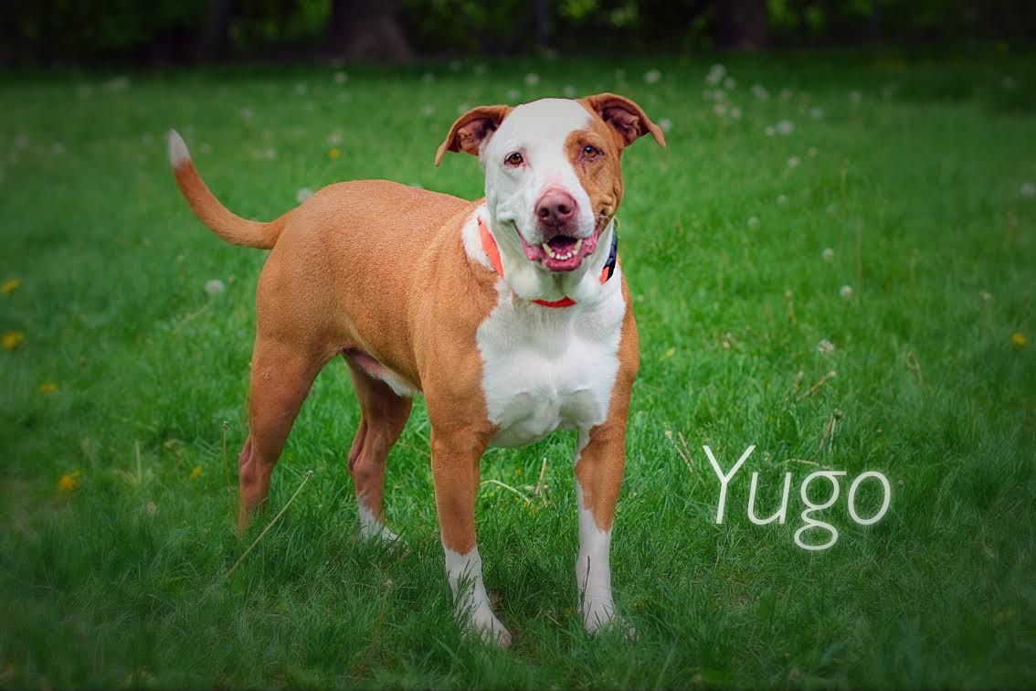 HSoMC's tweet photo. Our #muttcrushmonday dog is Yugo! Adoptable for only $40 this week only! #adopt #hsomc #sharpeimix https://t.co/lbWpdBvurE