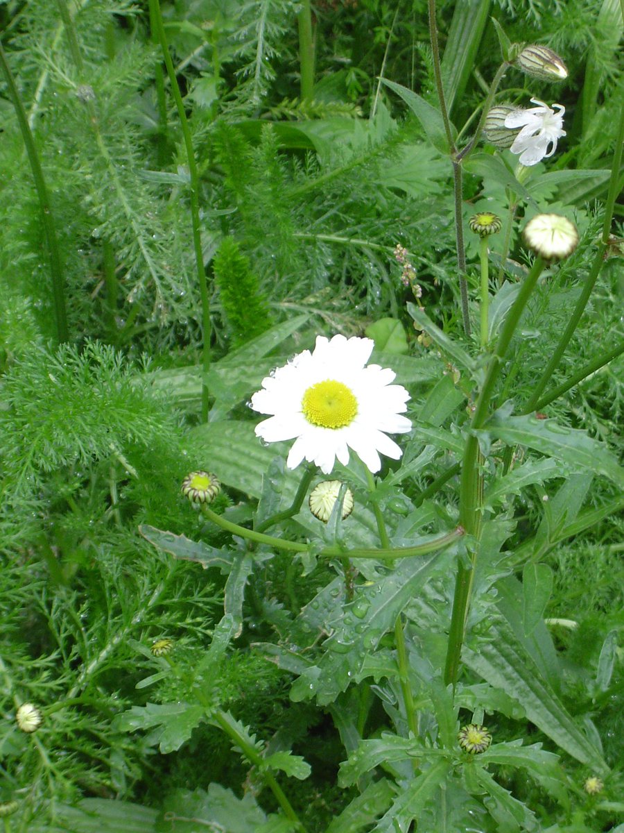 greencceyes's tweet photo. More of the glory - our Eldon Wildflower patch.
#wildflowerhour #feedthebees #PollenPower #PortsmouthUni https://t.co/abWgqDt7Hk