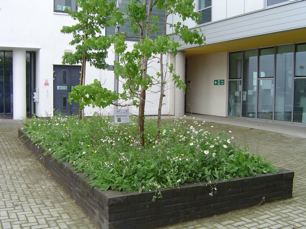 greencceyes's tweet photo. More of the glory - our Eldon Wildflower patch.
#wildflowerhour #feedthebees #PollenPower #PortsmouthUni https://t.co/abWgqDt7Hk