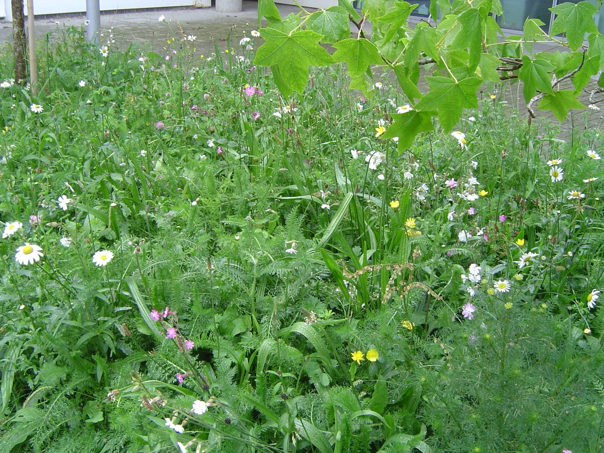 greencceyes's tweet photo. More of the glory - our Eldon Wildflower patch.
#wildflowerhour #feedthebees #PollenPower #PortsmouthUni https://t.co/abWgqDt7Hk