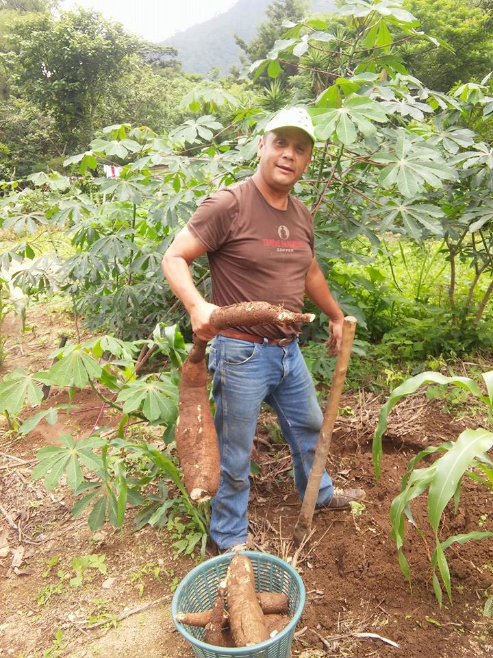 thrivefarmers's tweet photo. Check out these huge yuccas that Vinicio González is growing on his #coffee farm! #KnowWhoGrows https://t.co/YN46FXHVSV