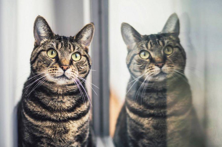 Mundo_Gatos's tweet photo. Preciosas fotos de gatos de la fotógrafa Felicity Berkleef - https://t.co/HwpizRObEu https://t.co/dYpb7aZsKB