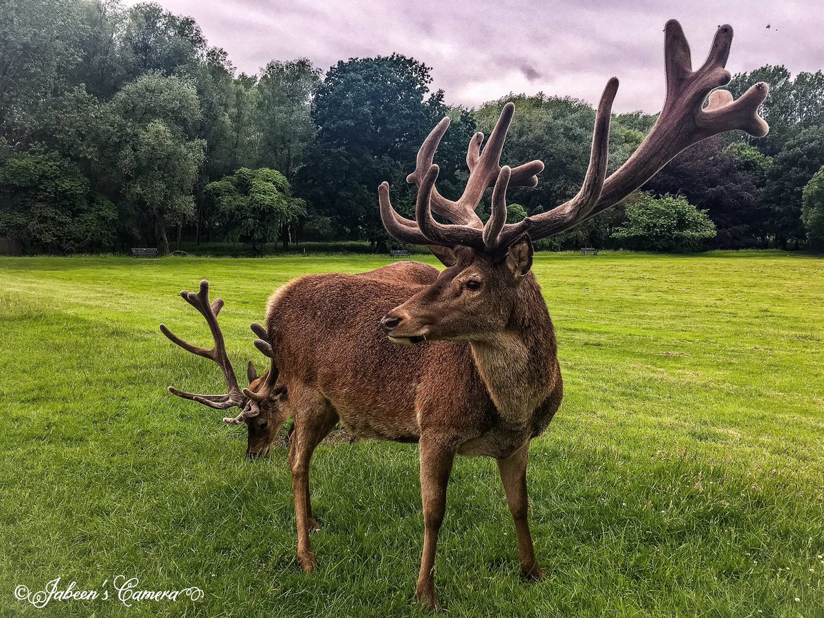 DrJabeen's tweet photo. A Magnificent Stag🍃

#MyCamera #myphotography #photography #photograher #wildlife #wildlifephotography #nature #pic https://t.co/yaGmj9yDxu