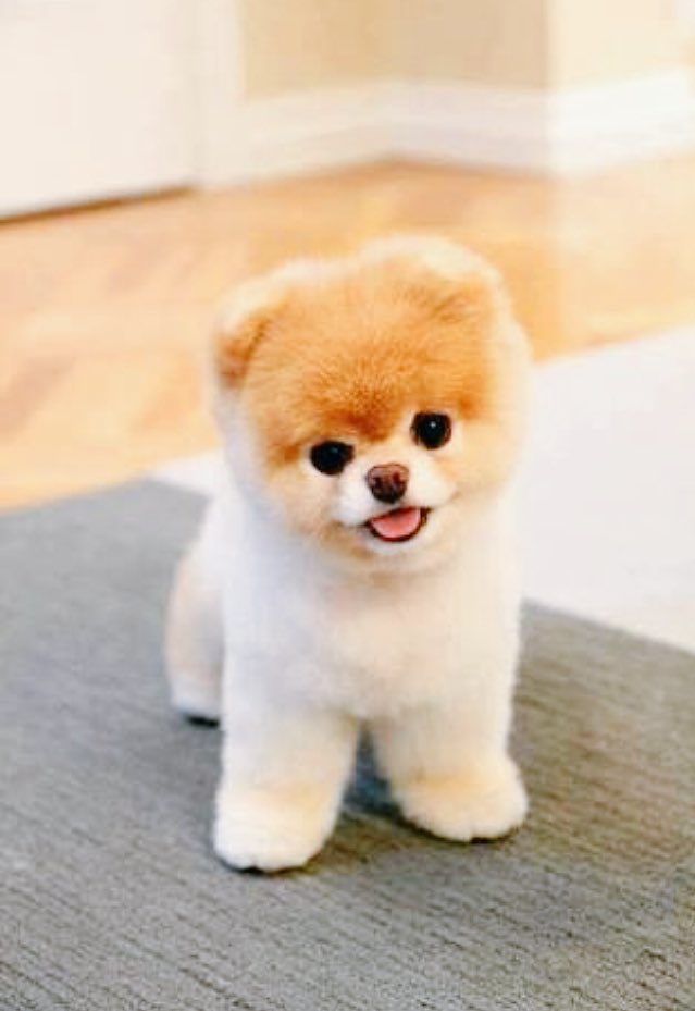 GiaAlcocer's tweet photo. #SiYoFueraMascota Usar una mi ternura para conquistar el mundo. ❤️ #DogLover https://t.co/xjUOs11gXO