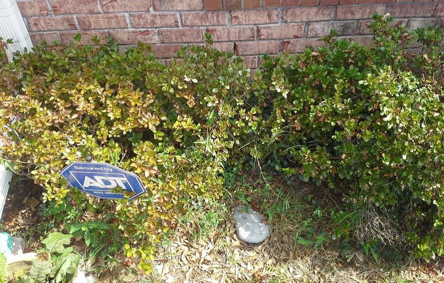 Redbanded thrips were found in a home landscape in West #mobileal. Here, ADT may stand for Another Darn Thrips!