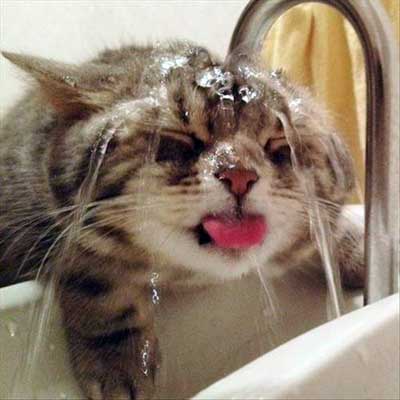 KittyCatWeb's tweet image. On days this hot I'll do anything to cool down ...Ahhhhh