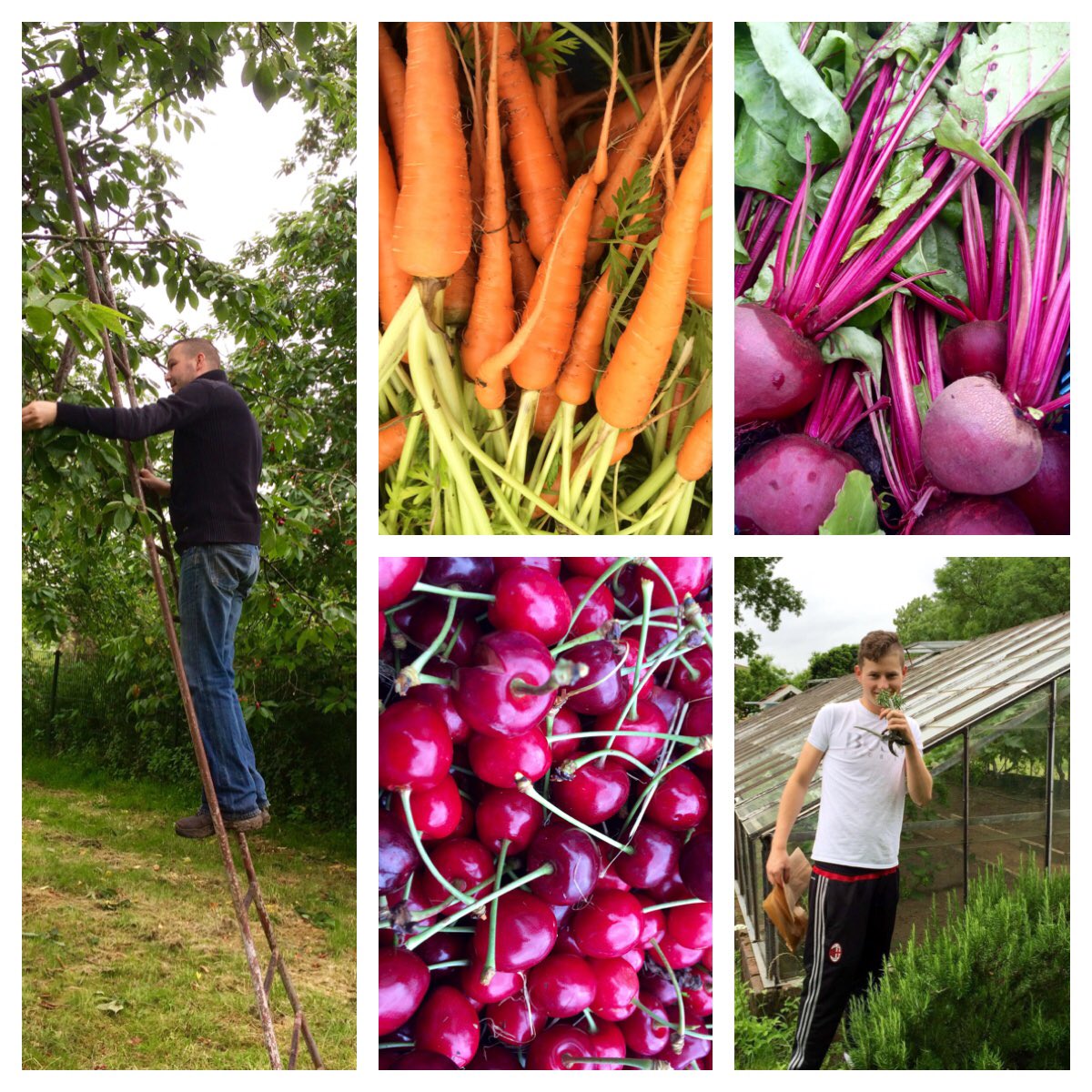 Het was weer een vruchtbare middag in de <a href="/HistTuinLent/">Hist Tuinderij Lent</a> 😎 <a href="/uitetennijmegen/">Uit Eten Nijmegen</a> <a href="/EtenInNijmegen/">Eten In Nijmegen</a> @TacoIJzerman