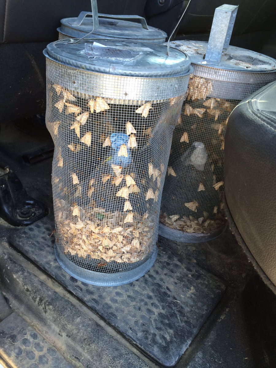 Bollworm trap catch is way up today!! Looks like flight is shaping up for worms by end of June first of July #scout!