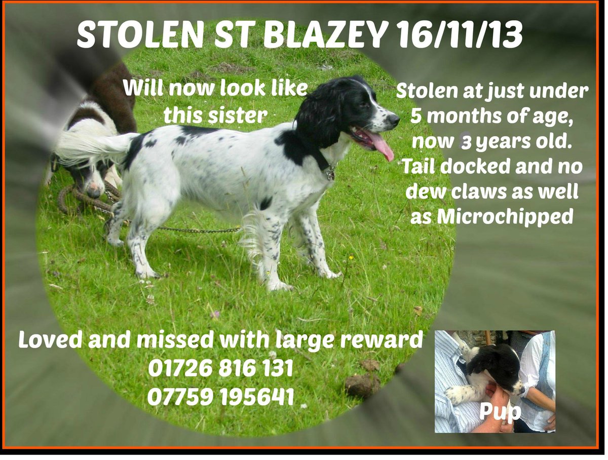 Sarah Williams tweet media