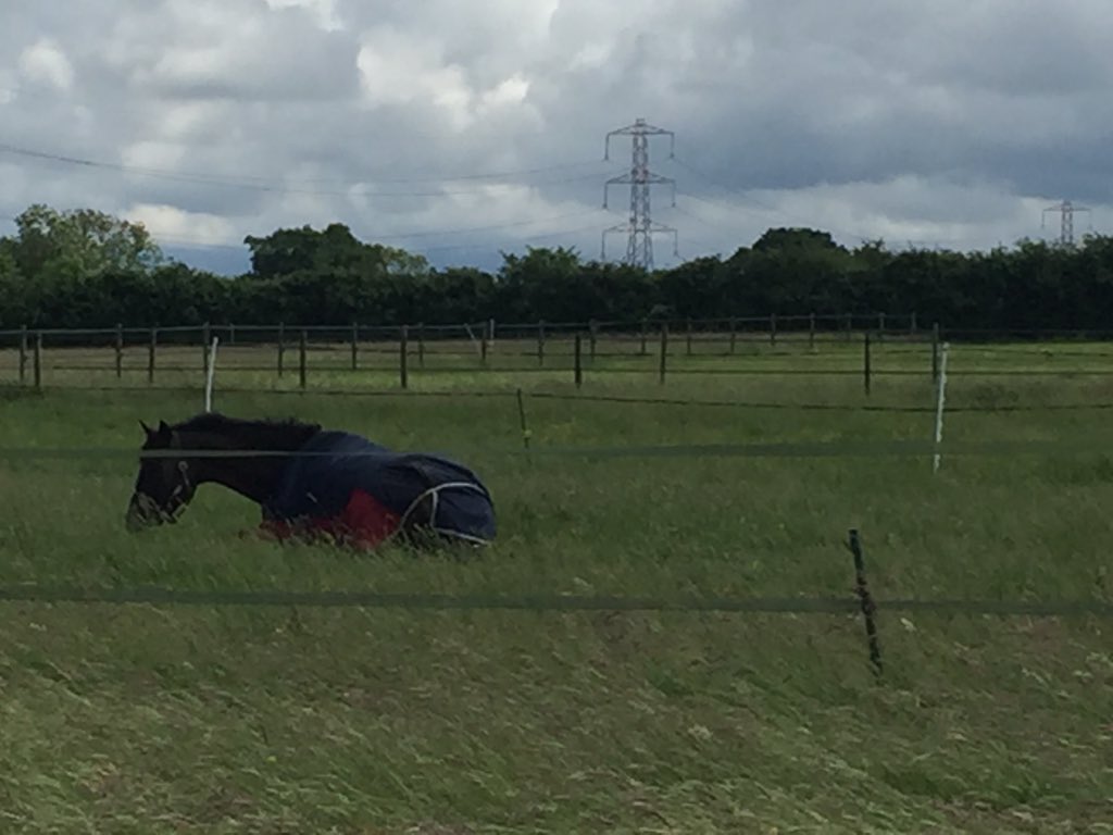 #lovebug reckons it's hard work being placed in your first CIC <a href="/HopetounTrials/">Hopetoun HorseTrials</a> #superstarlady