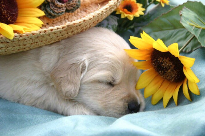SeaTreatsUK's tweet photo. That moment when your heart is stolen by a dog. #dogsarelove https://t.co/OwAT48VCFD
