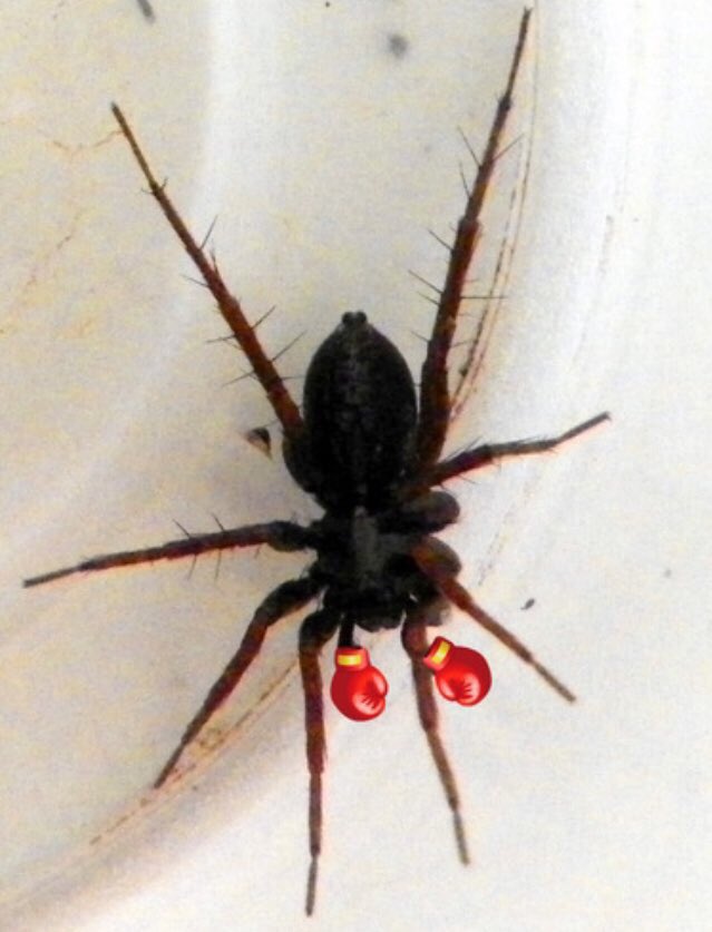 ThatSpider tweet media