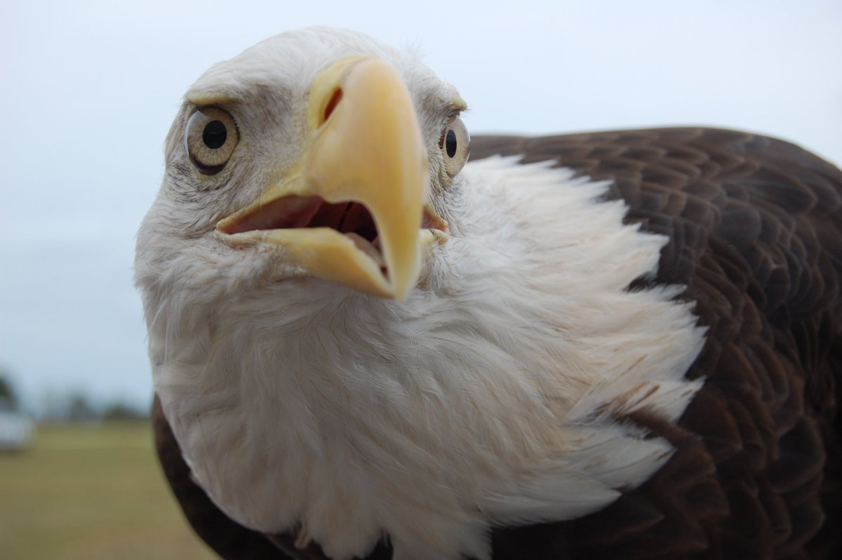 Happy American #Eagle Day! Learn more: owl.li/P6A2301rj56 #bird