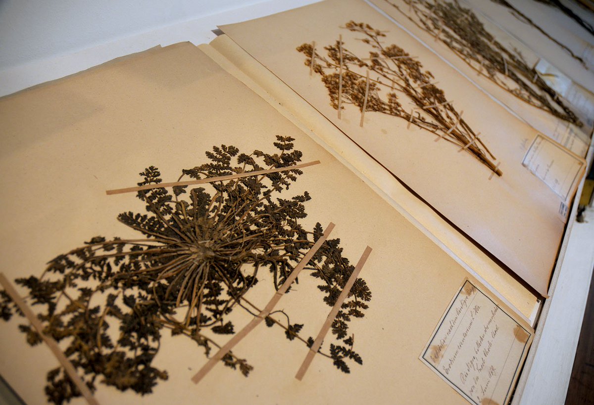 MUSEOSUNC tweet media