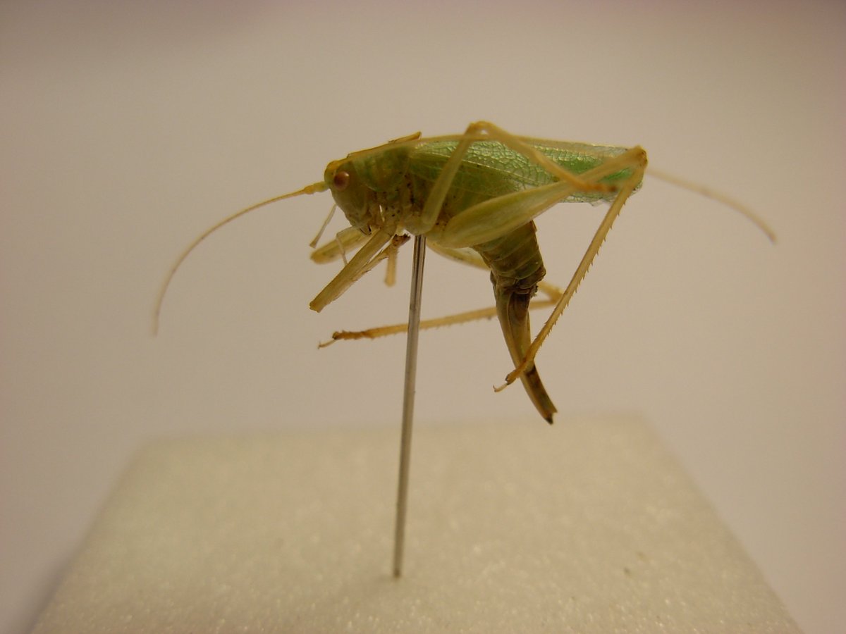 SW_Museum's tweet image. This female oak bush-cricket lives in deciduous trees &amp;amp; lays its eggs in the holes in tree bark #nationalinsectweek