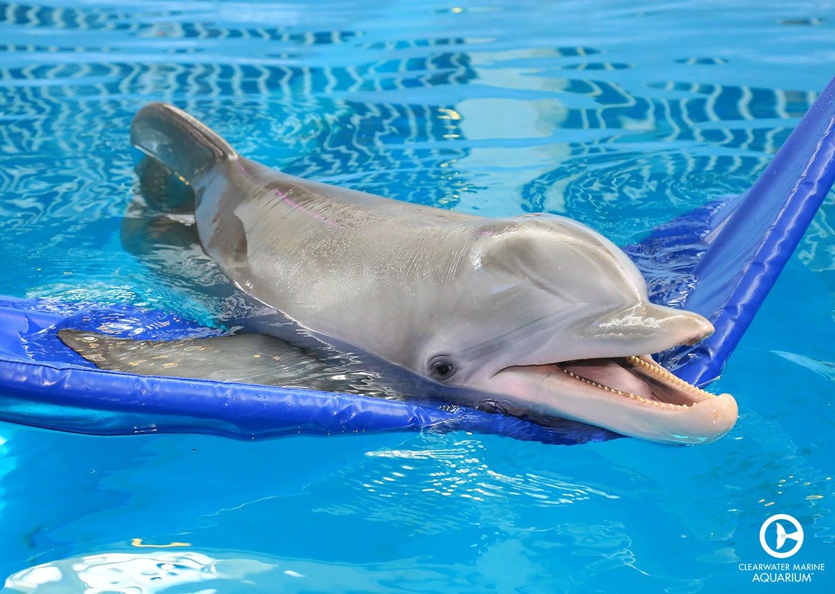 WinterDolphin's tweet photo. We are so excited for the #FirstDayOfSummer here at @CMAquarium! How will you be enjoying your summer season? https://t.co/2IL9qG6gck