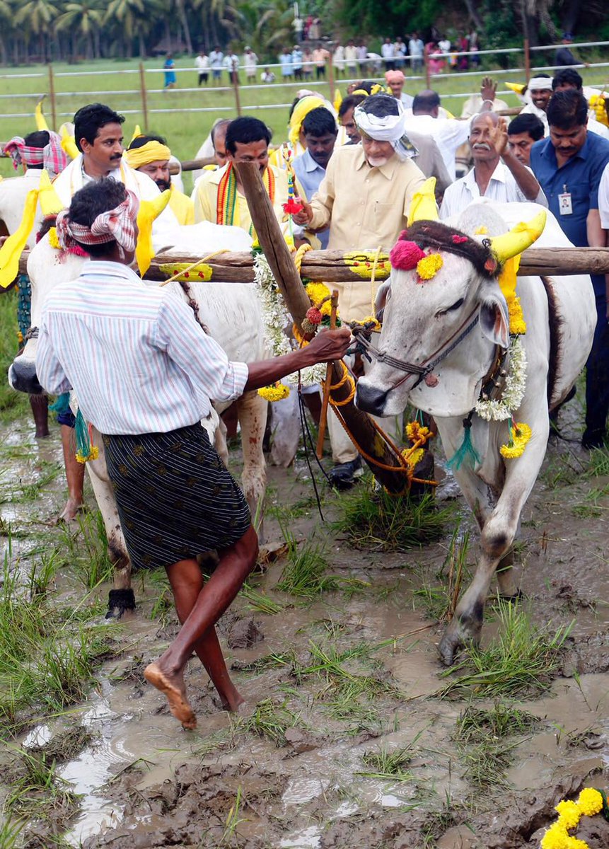 ncbn's tweet photo. Honoured to have launched 'Eruvaka' in West Godavari, marking the commencement of farming operations in AP. https://t.co/AXSCuMgNPO