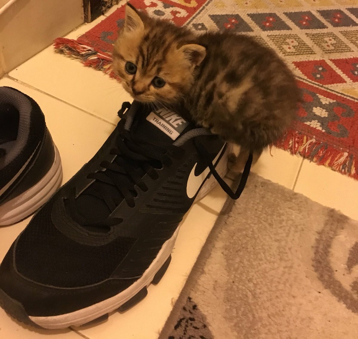 Abi bir kedi bu kadar mı ponçik olur