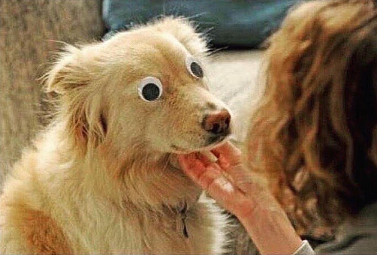 DerekRuffian's tweet photo. This poor dog was born blind, but thanks to modern medical advancements he gets to see his owner for the first time https://t.co/YQyu9qMI41