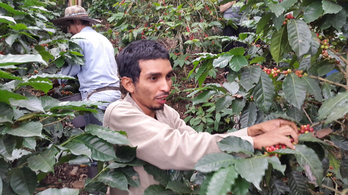 Fue una buena jornada para resaltar una labor de miles de personas en Colombia Feliz dia del café.