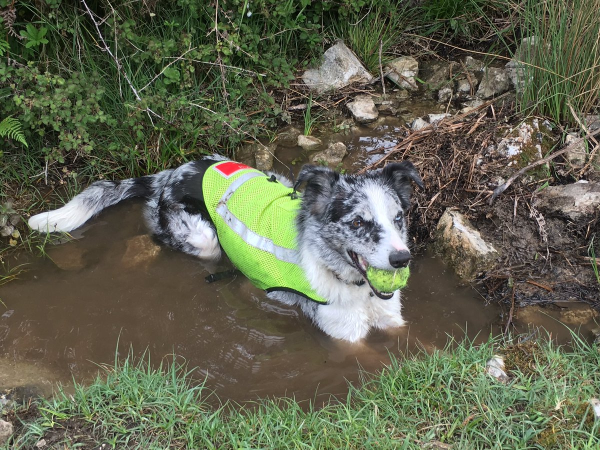 SARDogIzzy's tweet photo. Cooling down after a tough day training! https://t.co/scHMSRVFPr