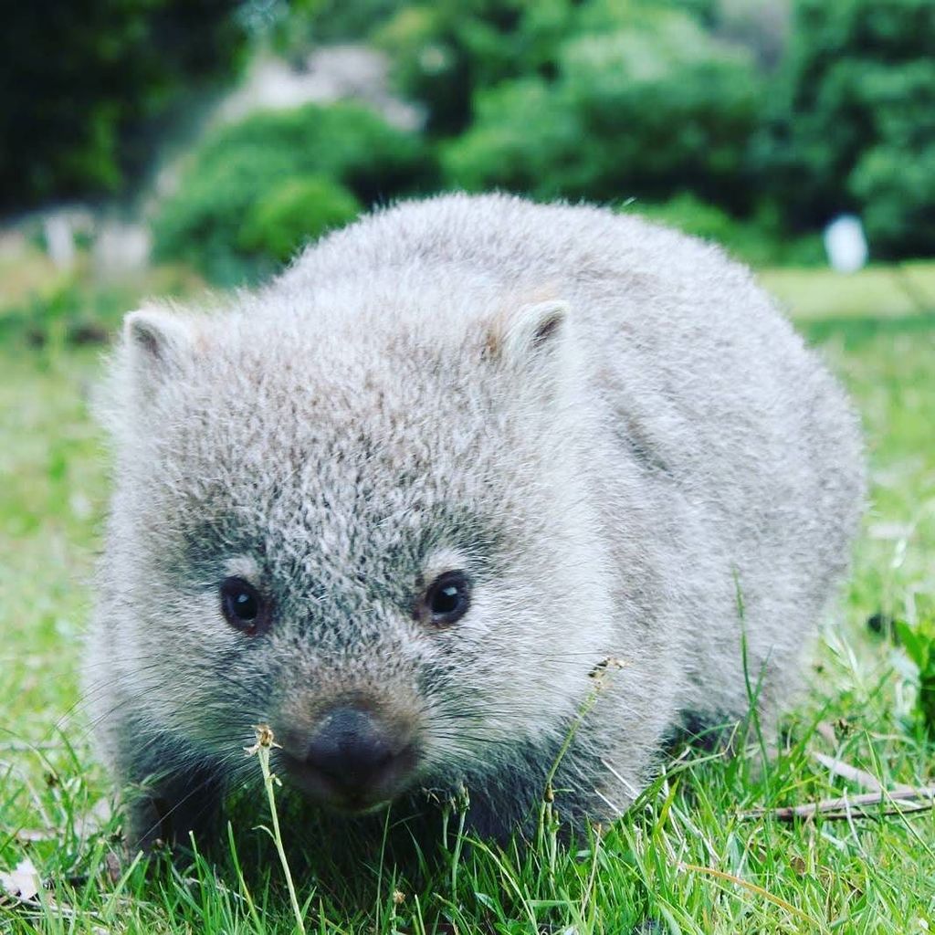 mostcutest_ever's tweet photo. Animal Alphabet here! The people have spoken... A #wombat it is! So fuzzy and #cute

Next up the... X. This can be … https://t.co/sG6UdaGZne