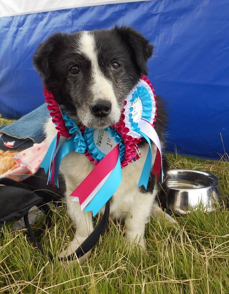 Dog Fest Windsor was fab...and Icey the true Golden Oldie Won Best in Show at the tender age of 16.5 years old.....