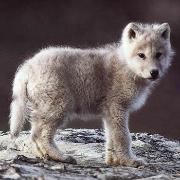 mostcutest_ever's tweet photo. Animal Alphabet! The people kinda also voted for a #wolf! Here it is, the qtypie. 
Next up the X! Let us know! 
#an… https://t.co/cMTY8Opzt1