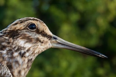 OwainGabb's tweet photo. Gower Ringing Group looks for new trainees: https://t.co/1WApAygVrq @BTO_Cymru @goweros @birdsinwales @eastglambto https://t.co/U5l8Ool71s