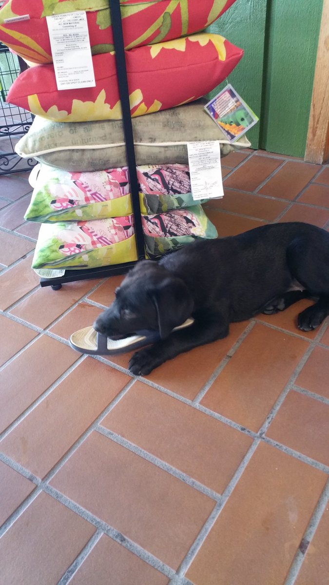 Go_Geis's tweet image. Crocs versus puppy, crocks don't stand a chance.