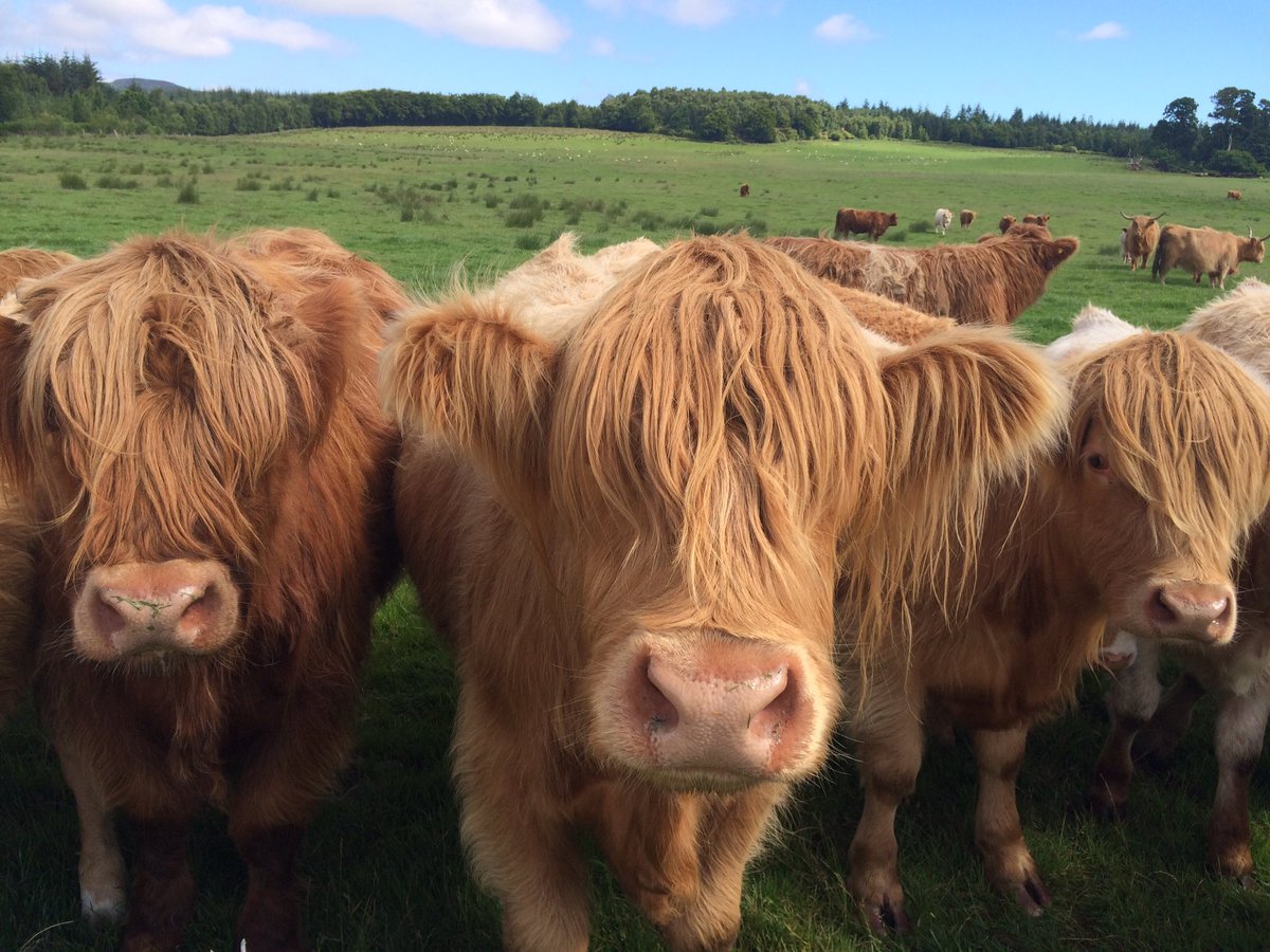 AgriCaroline's tweet photo. Farming in the Scottish Highlands - a refreshing change from arable & very hands on! #WoolRolling #ThisFarmingLife https://t.co/jsEfh78NlT