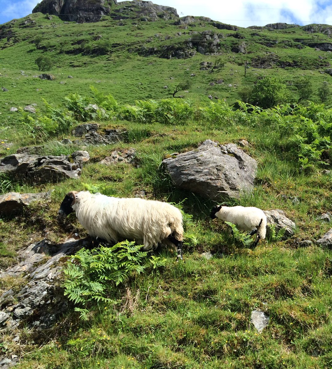 AgriCaroline's tweet photo. Farming in the Scottish Highlands - a refreshing change from arable & very hands on! #WoolRolling #ThisFarmingLife https://t.co/jsEfh78NlT