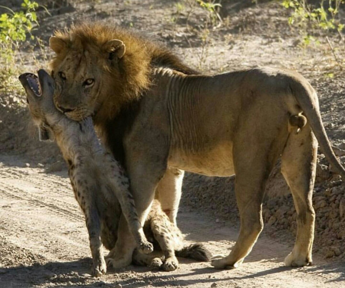 Враги животных. Бегемот против крокодила. Враги животных. Враги животных. Гепард и антилопа.