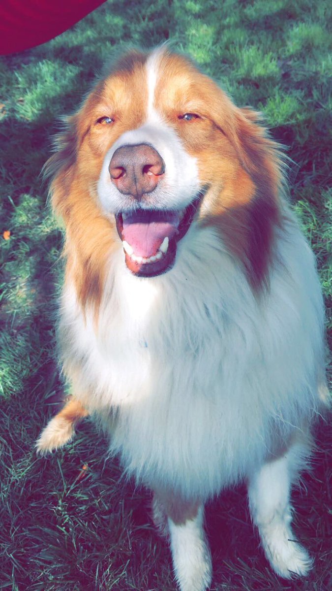 kanhellinic's tweet image. hold on let's just take a second.... THANKS PET SMART FOR MAKING MY FLUFFY DOG LOOK LIKE A HOT DOG :)))) @PetSmart