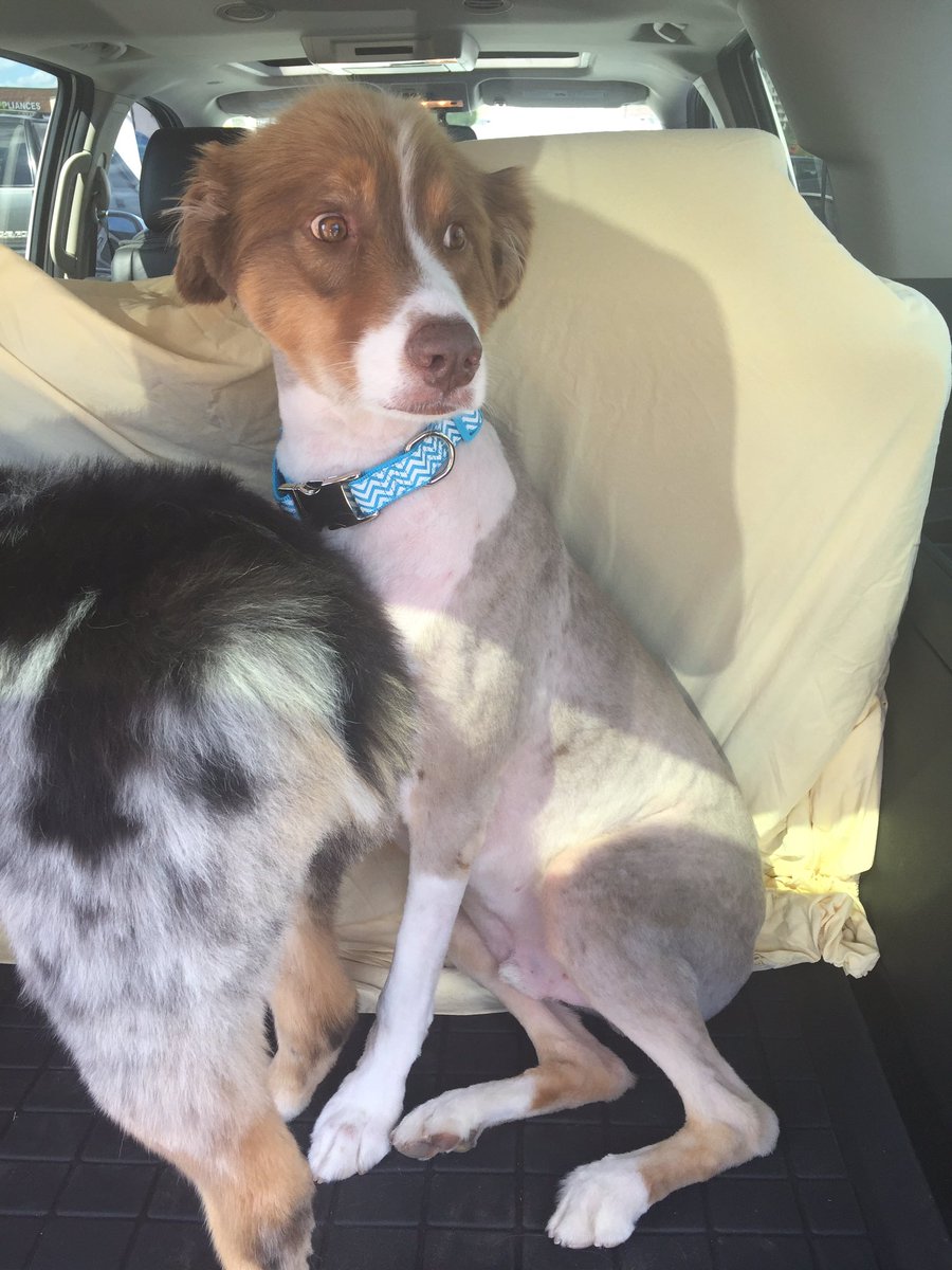 kanhellinic's tweet image. hold on let's just take a second.... THANKS PET SMART FOR MAKING MY FLUFFY DOG LOOK LIKE A HOT DOG :)))) @PetSmart