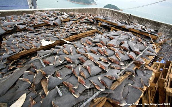 BiminiSharkGirl's tweet photo. No #sharks means no #SharkWeek! 100 million are killed each year and we can all do our part to save them! #FinBanNow https://t.co/pMIbSguVlx