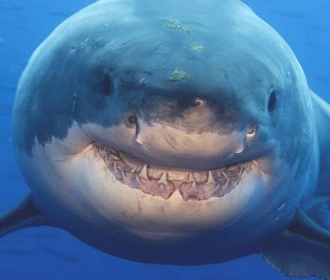 DanMastersYT's tweet image. Does anyone else see it? #shark #selfie #funny