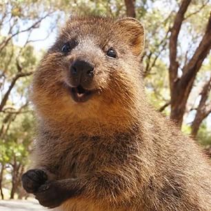 Schenkt mir jemand von euch ein Quokka? Die sind so süüüüüß! ❤❤❤