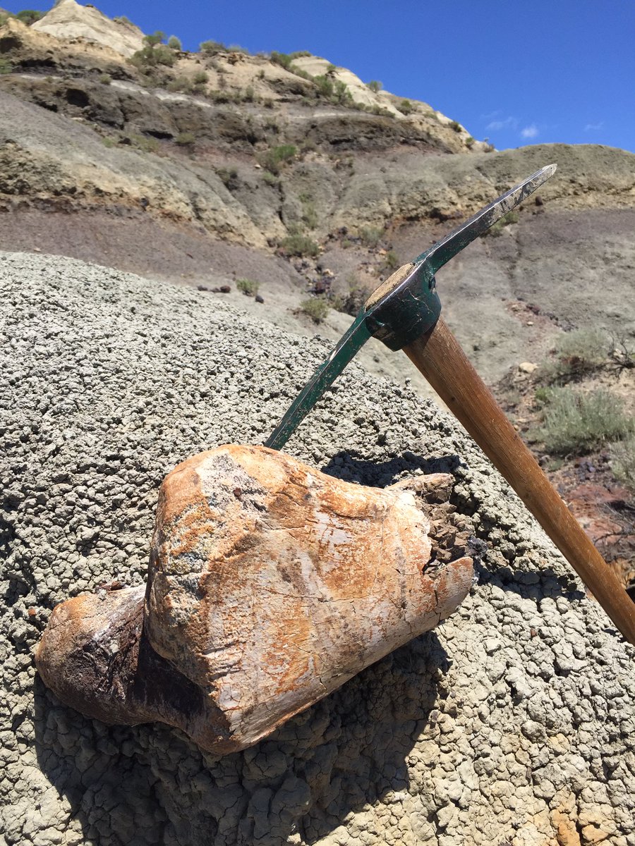 Another day in valley of last Dinos <a href="/LiveSci_HHMI/">Live Sci</a> #dinovalley #highdino