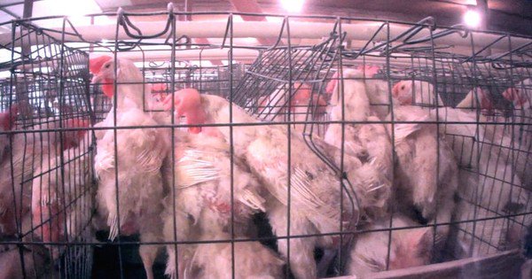 Битая курица. Мучение куриц на ферме. Курицы на фабрике жестокая правда.