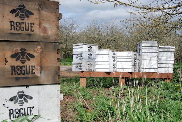 mental_floss's tweet image. How Honeybees Make Our Beer Even More Delicious — bit.ly/28Yf0JO (via @ModFarm)