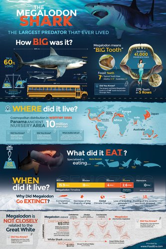 FossilEra's tweet photo. Don't miss our awesome #megalodon infographic posters.  For sale on https://t.co/xIiSD9AAg0 in time for #sharkweek https://t.co/1mcLzAt4bw