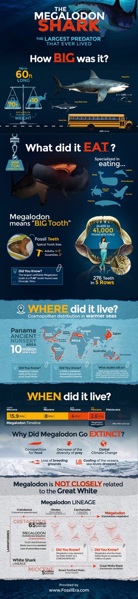 SwagMegalodon's tweet photo. Check out this awesome #megalodon infographic.  #SharkWeek https://t.co/rD4FrJbb47 https://t.co/yqto0gk38e