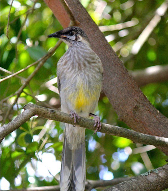 jclee19655's tweet photo. Juvenile #RedWattleBird in the back yard 🍃 https://t.co/JN79xmGSL4